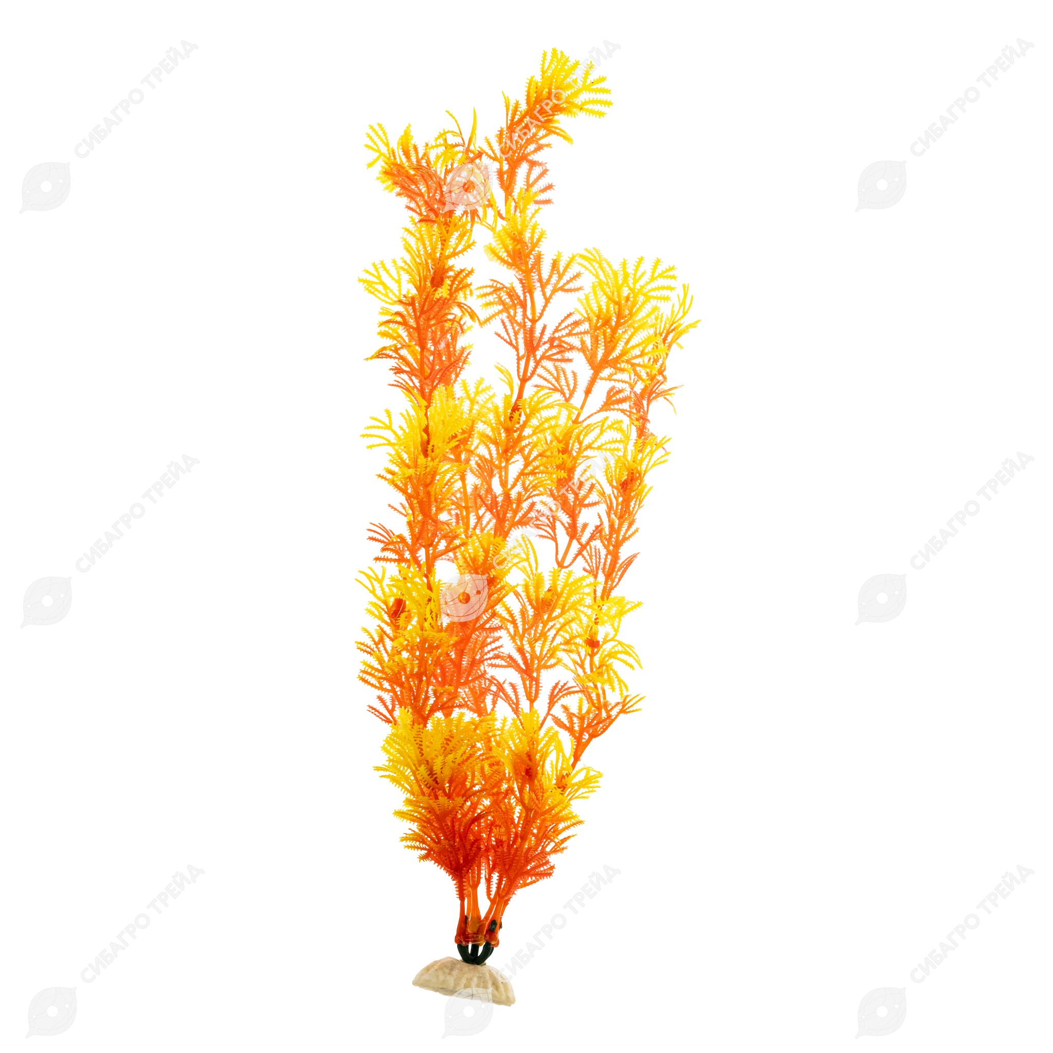 Растение Золотая рыбка Кабомба